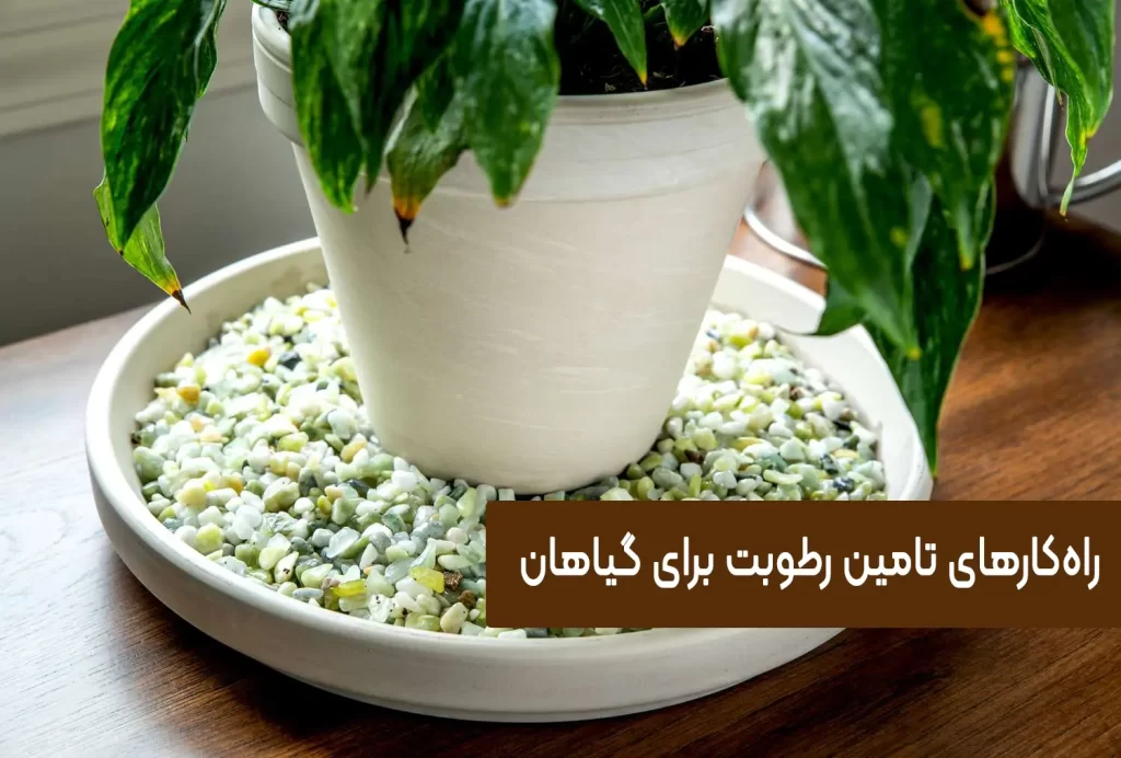 تامین تامین رطوبت برای گیاهان