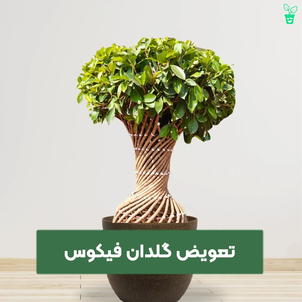 تعویض گلدان فیکوس تعویض گلدان فیکوس