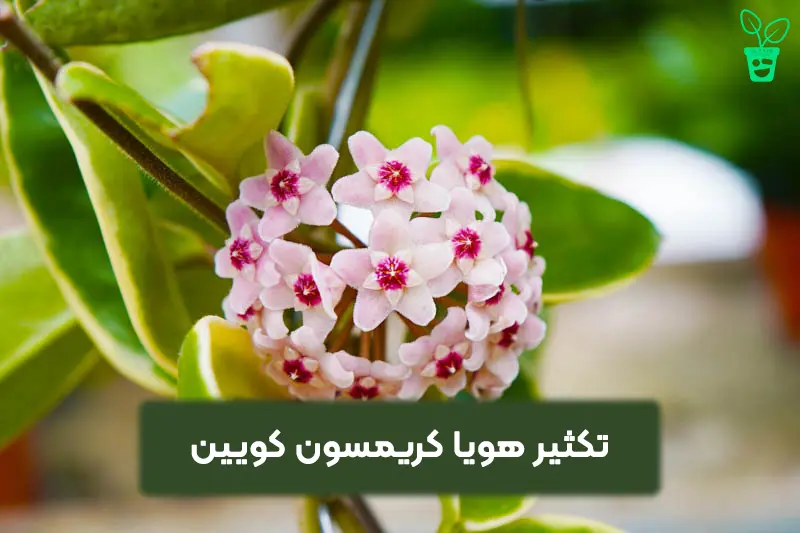 تکثیر هویا کریمسون کویین تکثیر هویا کریمسون کویین