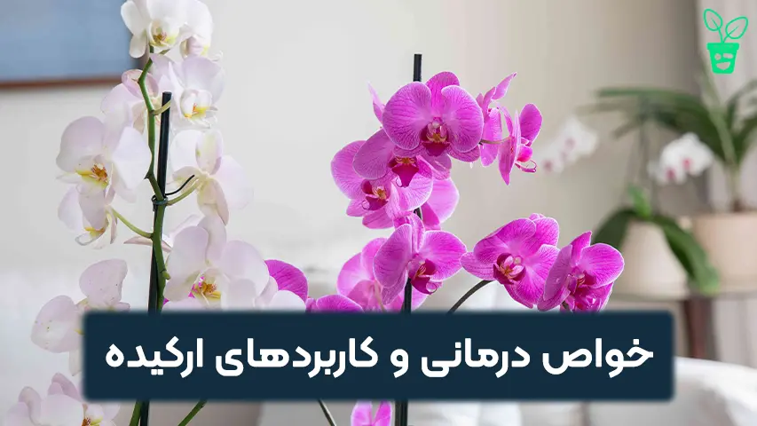 خواص درمانی و کاربردهای ارکیده خواص درمانی و کاربردهای ارکیده