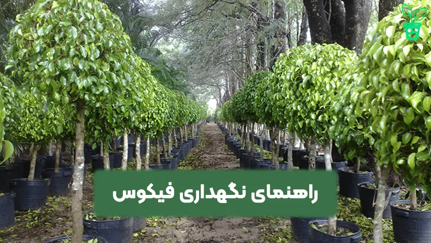راهنمای نگهداری فیکوس نگهداری گیاه فیکوس