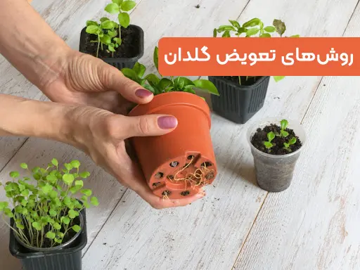 روش های تعویض گلدان روش های تعویض گلدان