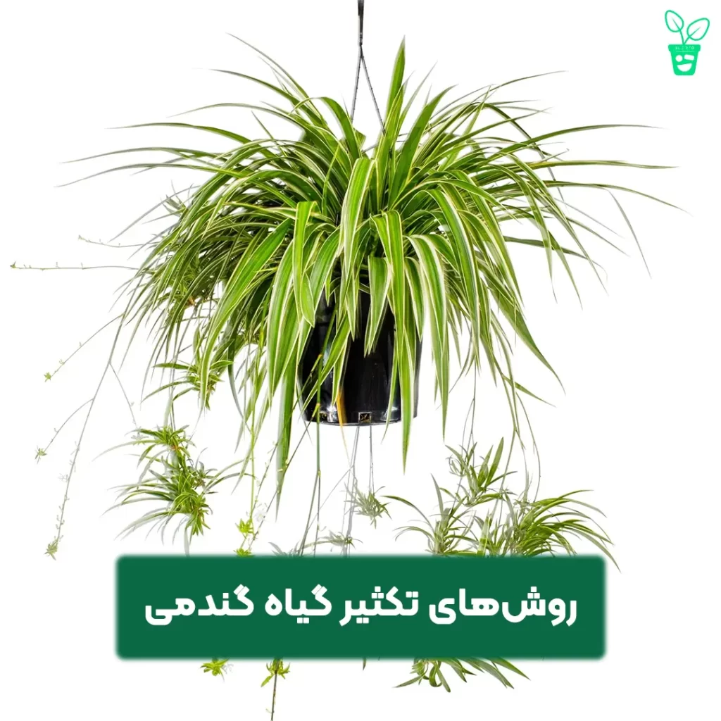 روش های تکثیر گیاه گندمی روش های تکثیر گیاه گندمی