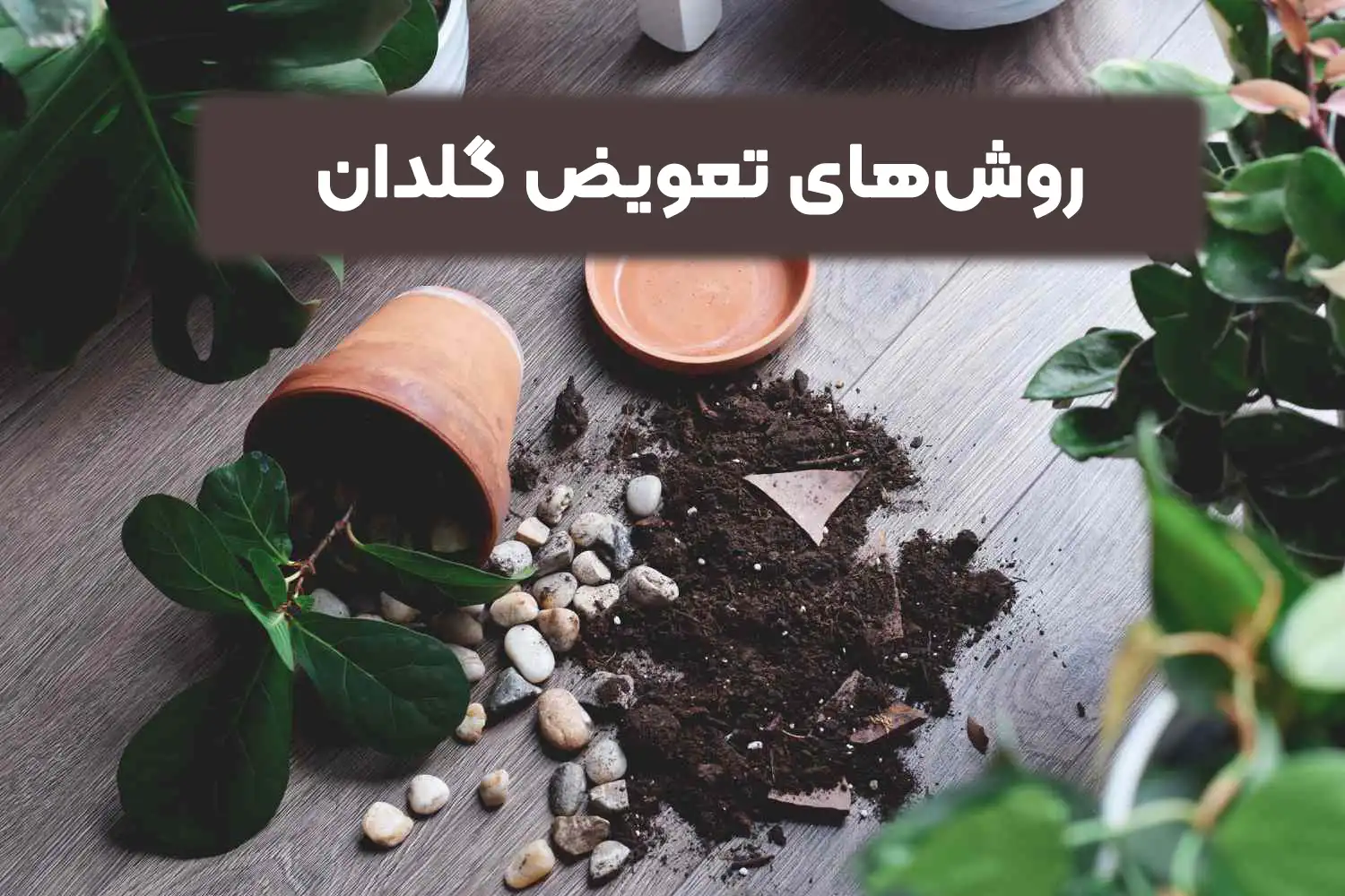 روش‌های تعویض گلدان