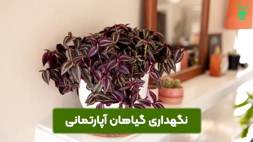 نگهداری گیاهان نگهداری گیاهان
