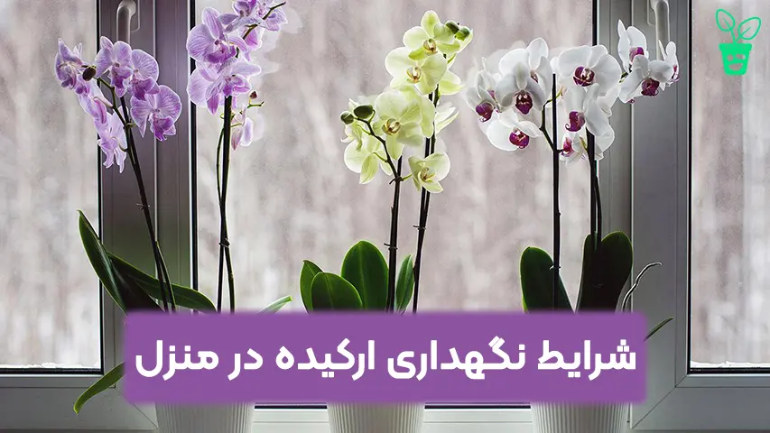 شرایط نگهداری ارکیده در منزل شرایط نگهداری ارکیده در منزل