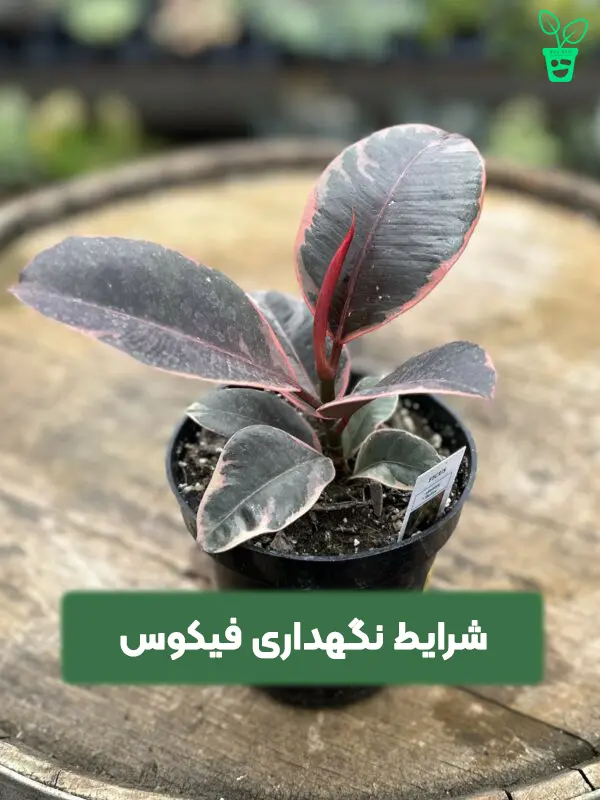 شرایط نگهداری فیکوس شرایط نگهداری فیکوس