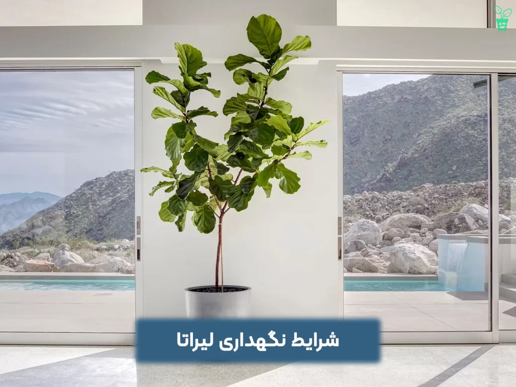 شرایط نگهداری لیراتا شرایط نگهداری لیراتا
