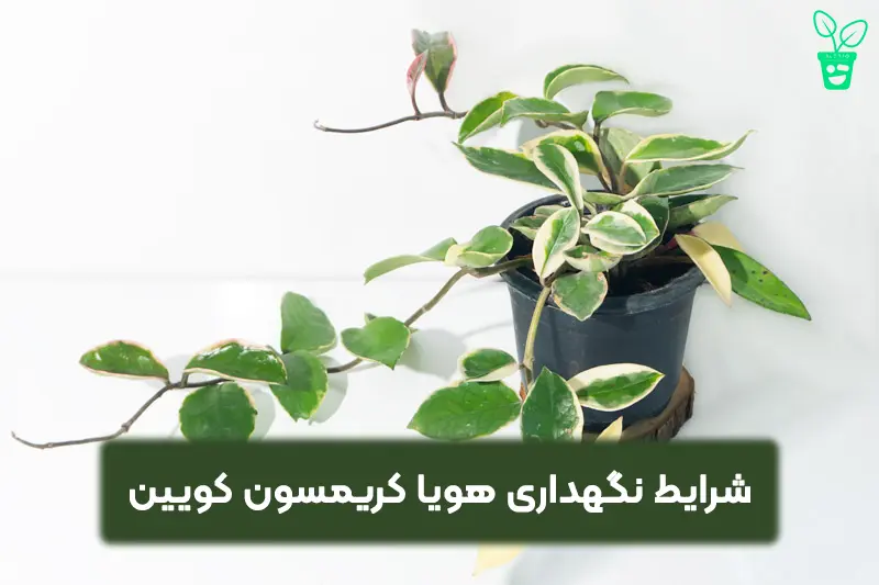 شرایط نگهداری هویا شرایط نگهداری هویا