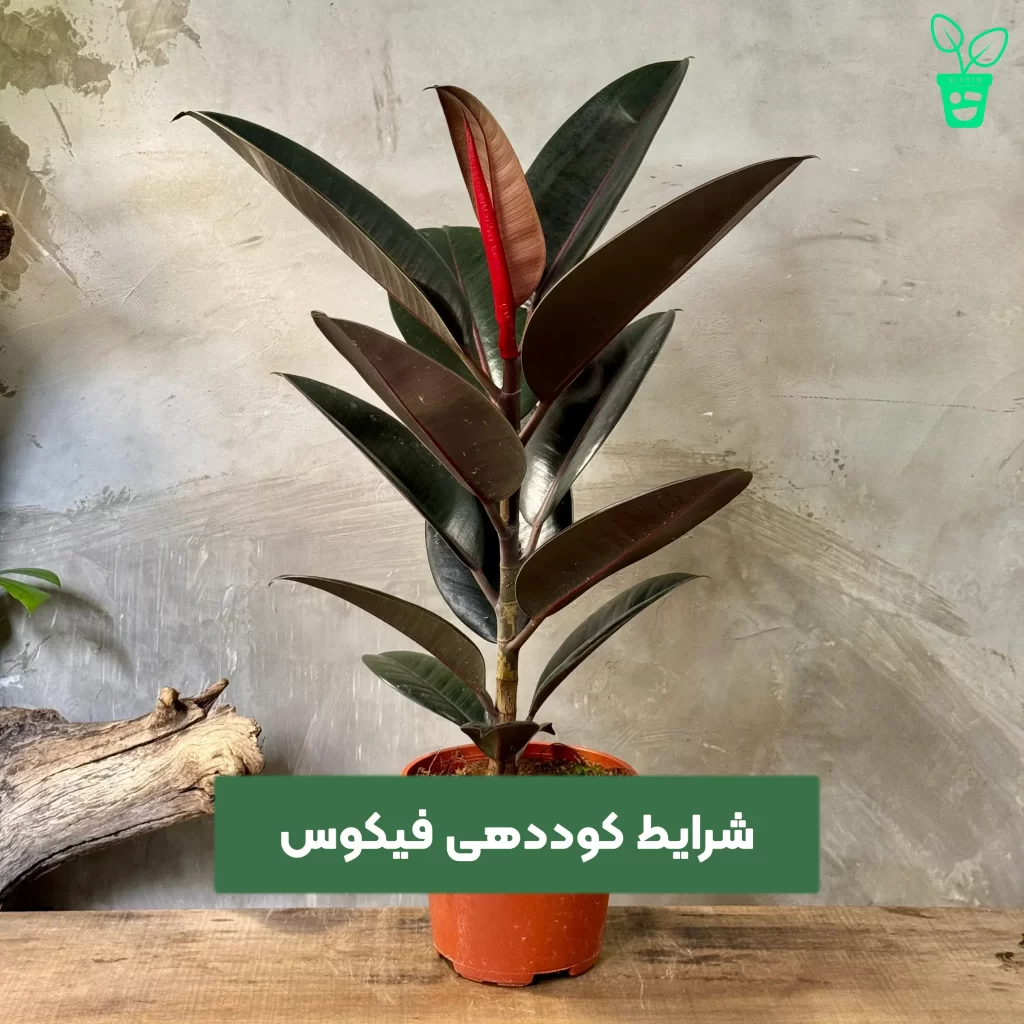 شرایط کوددهی فیکوس شرایط کوددهی فیکوس
