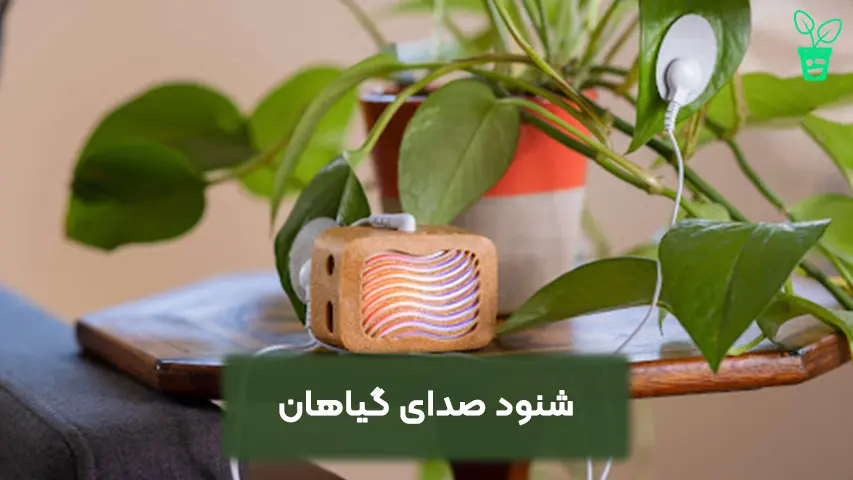 شنود صدای گیاهان شنود صدای گیاهان