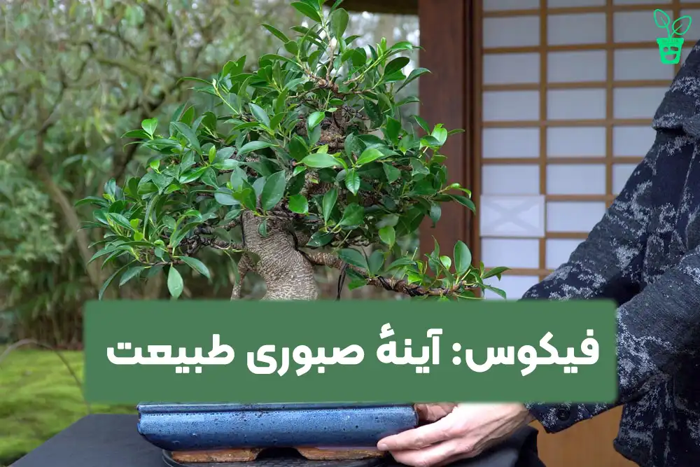 فیکوس آینه صبوری طبیعت خرید فیکوس