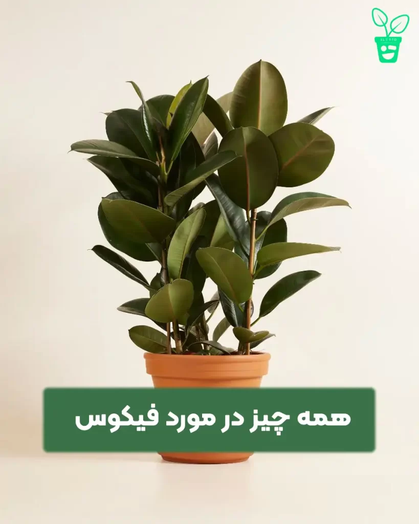 فیکوس نگهداری فیکوس نگهداری