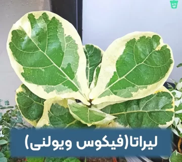 لیراتافیکوس ویولنی