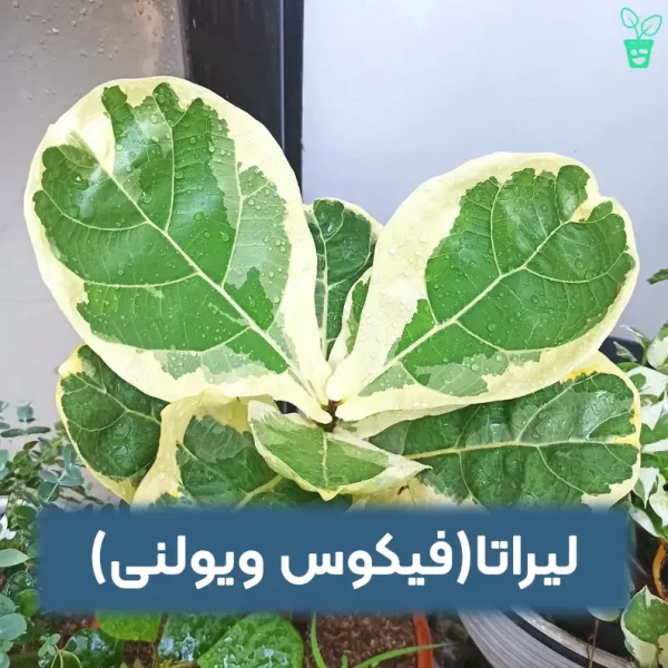 لیراتافیکوس ویولنی