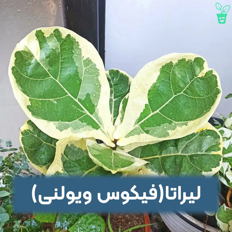 لیراتافیکوس ویولنی