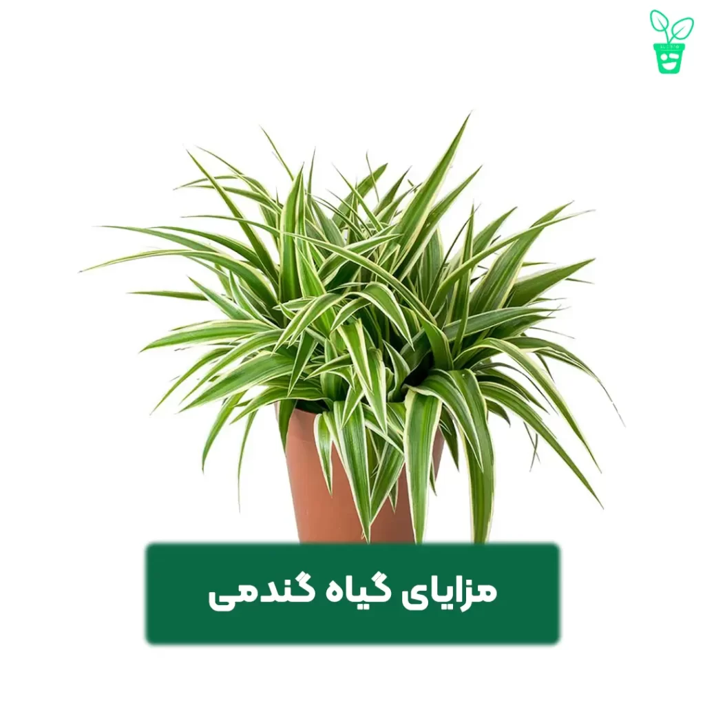 مزایای گیاه گندمی مزایای گیاه گندمی