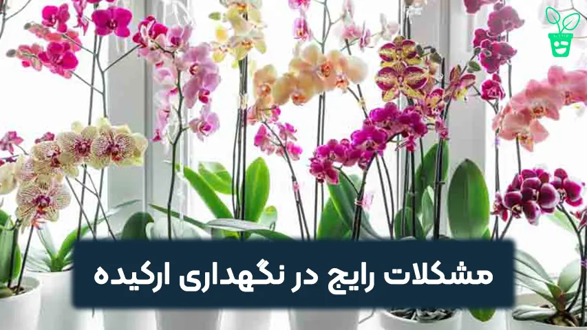 مشکلات رایج در نگهداری ارکیده مشکلات رایج در نگهداری ارکیده
