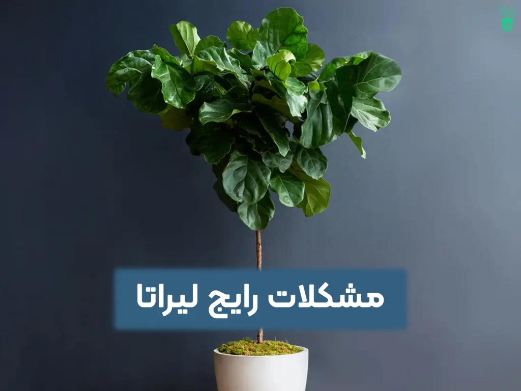 مشکلات رایج لیراتا مشکلات رایج لیراتا