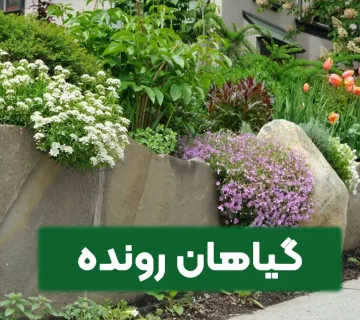 معرفی گیاهان رونده