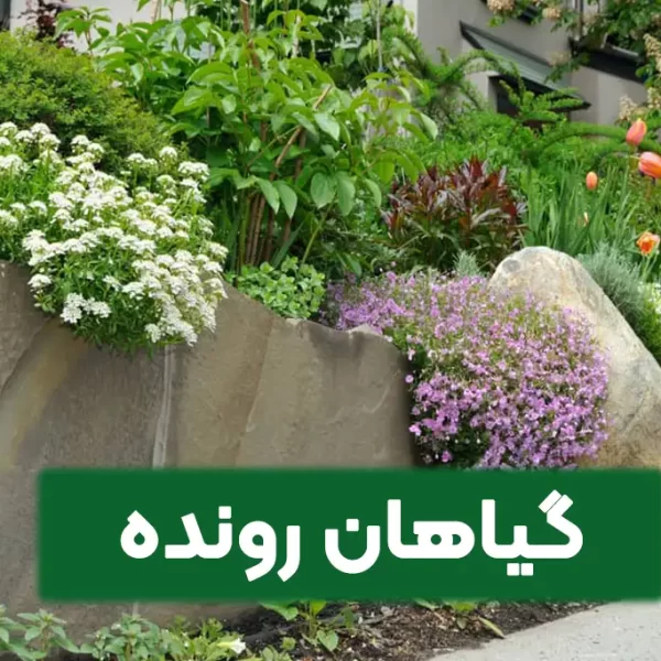 معرفی گیاهان رونده