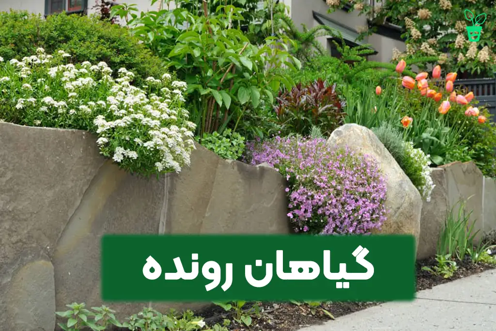 گیاهان رونده
