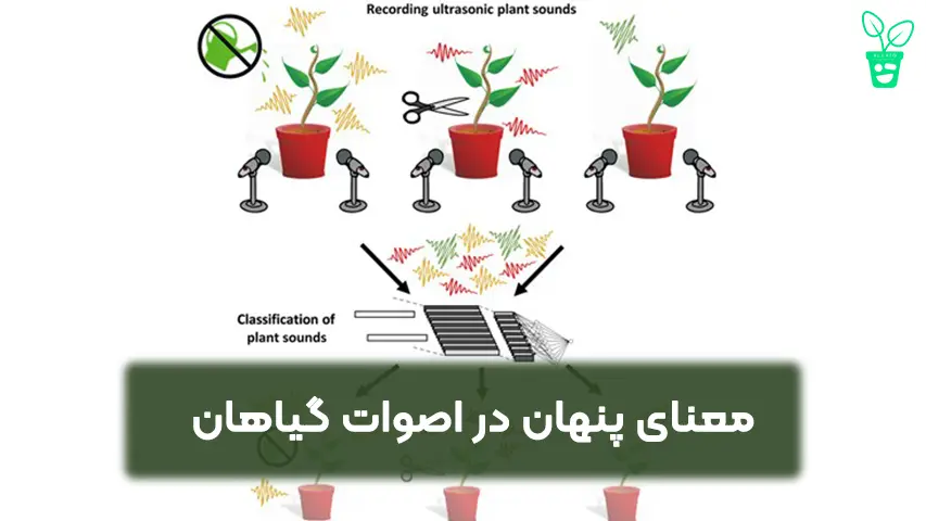 معنای پنهان در اصوات گیاهان معنای پنهان در اصوات گیاهان