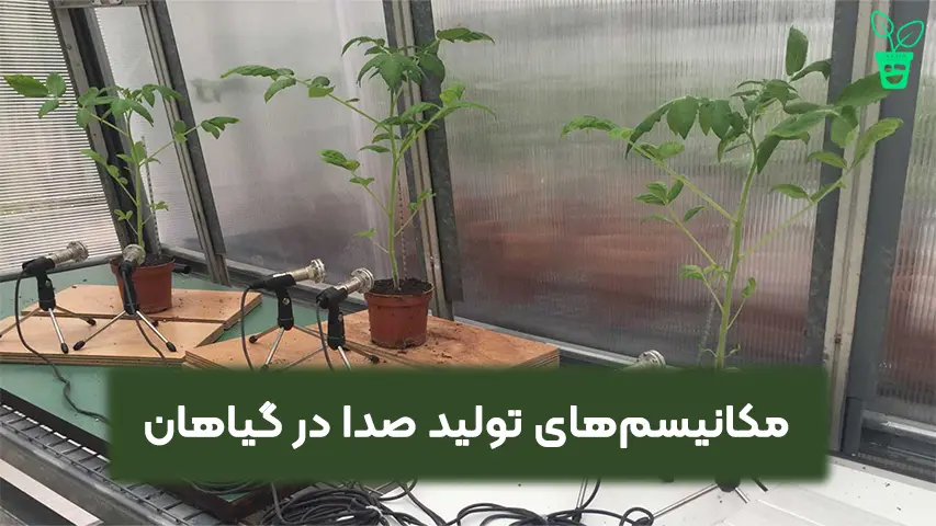 مکانیسم های تولید صدا در گیاهان مکانیسمهای تولید صدا در گیاهان