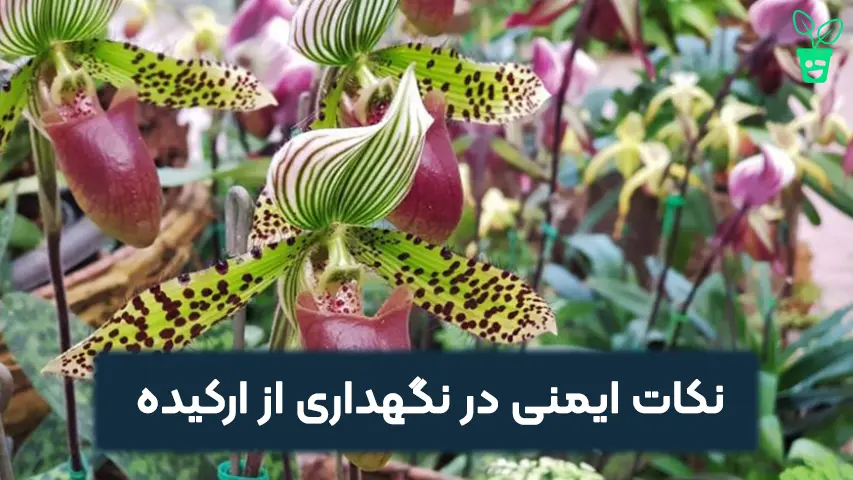 نکات ایمنی در استفاده از ارکیده نکات ایمنی در نگهداری از ارکیده