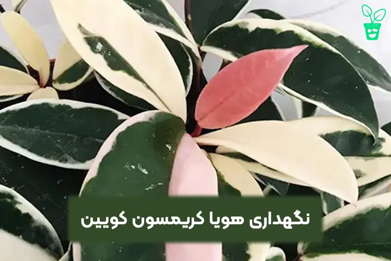 نگهداری هویا کریمسون کویین نگهداری هویا کریمسون کویین