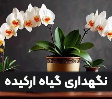 نگهداری گیاه ارکیده