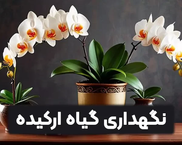 نگهداری گیاه ارکیده