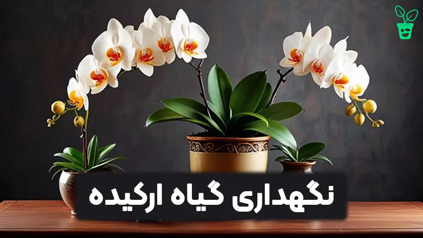 نگهداری گیاه ارکیده