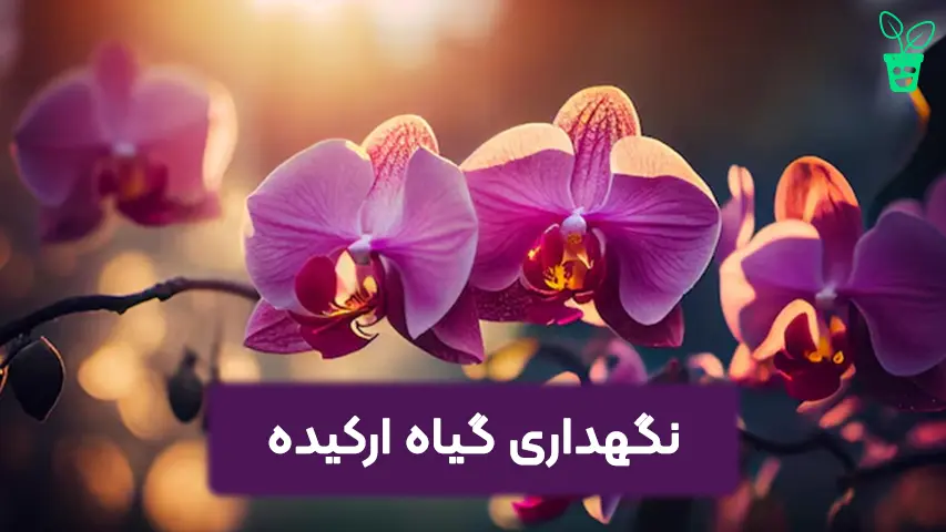نگهداری گیاه ارکیده نگهداری گیاه ارکیده