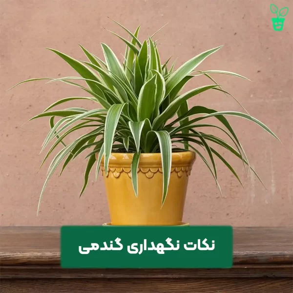 نگهداری گیاه گندمی