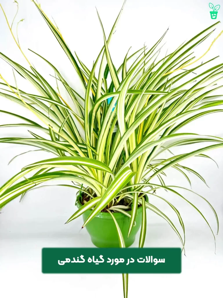 نگهداری گیاه گندمی نگهداری گیاه گندمی