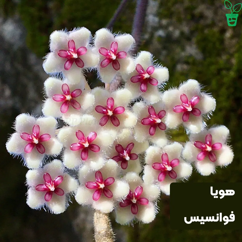 هویا فوانسیس هویا فوانسیس