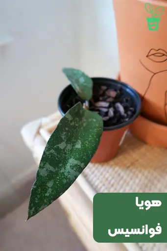 هویا فوانسیس هویا فوانسیس