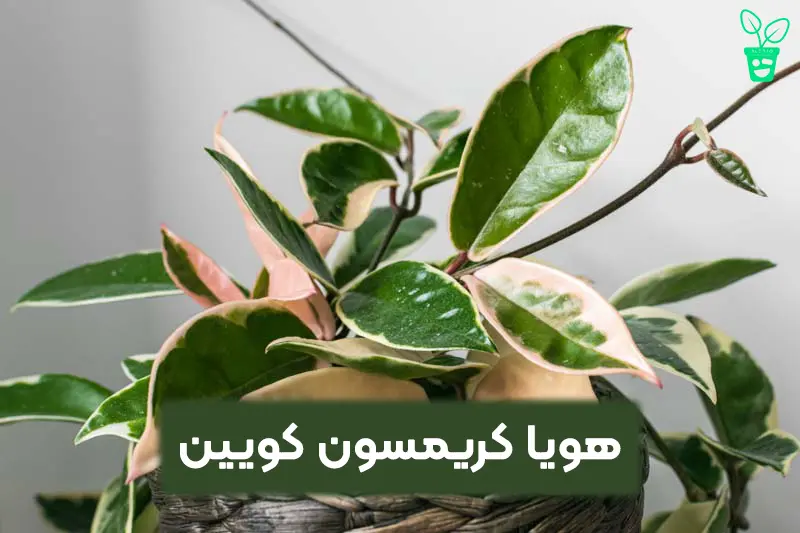هویا کریمسون کویین هویا کریمسون کویین