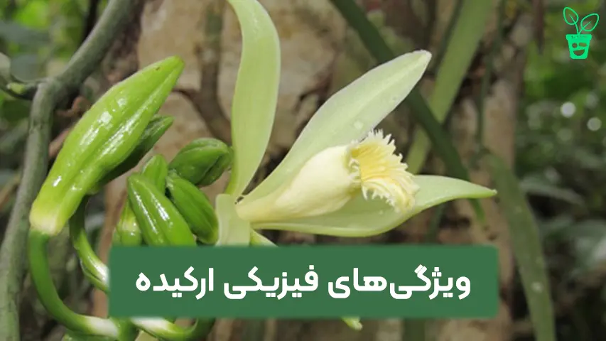 ویژگی_های فیزیکی ارکیده ویژگیهای فیزیکی ارکیده