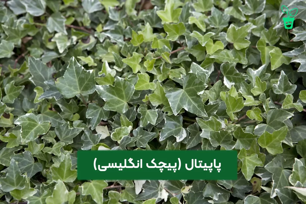 پاپیتال (پیچک انگلیسی پاپیتال (پیچک انگلیسی )