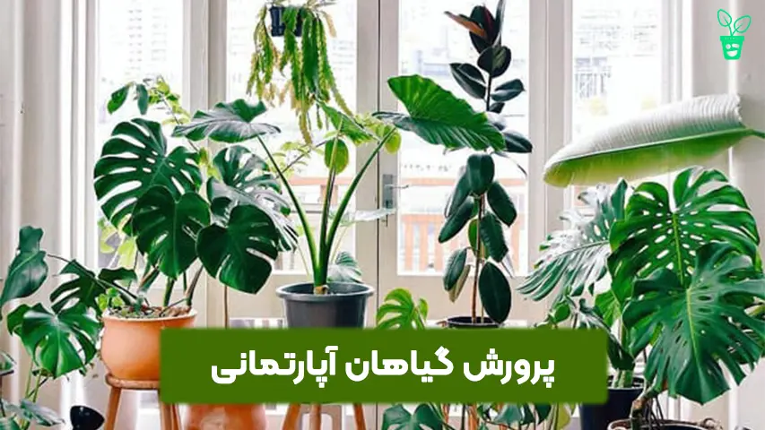پرورش گیاهان آپارتمانی پرورش گیاهان آپارتمانی