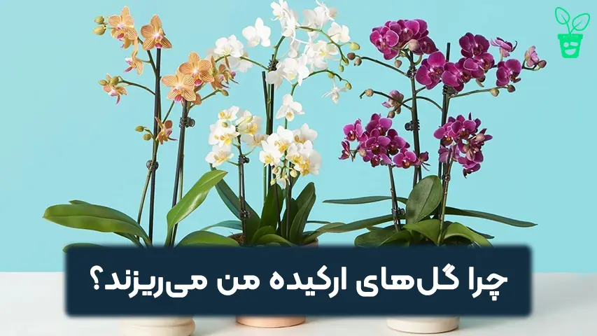 چرا گل_های ارکیده من می_ریزند؟ چرا گلهای ارکیده من میریزند؟