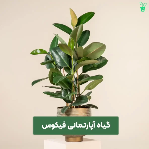 گیاه آپارتمانی فیکوس