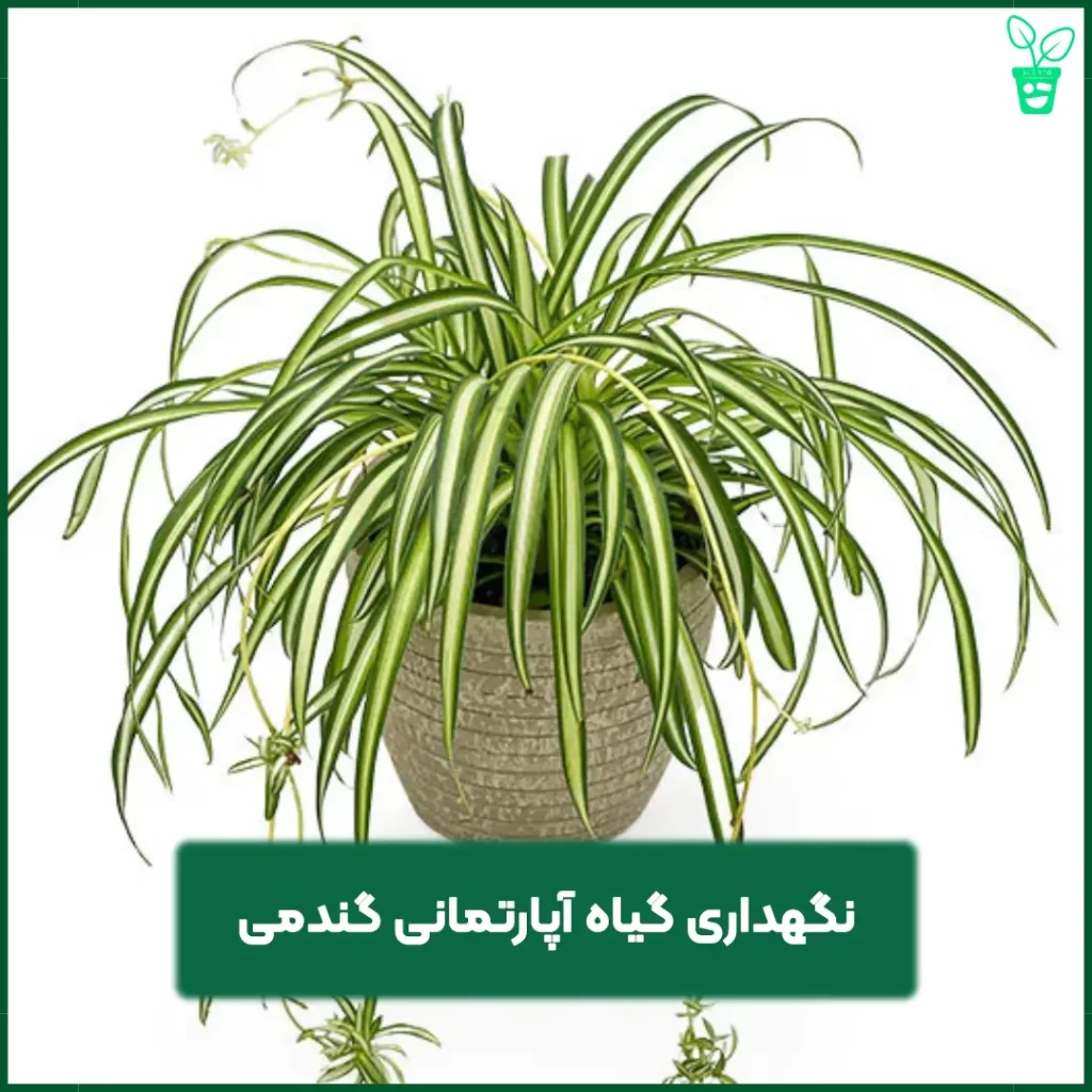 گیاه آپارتمانی گندمی گیاه آپارتمانی گندمی