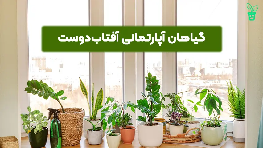 گیاهان آپارتمانی آفتاب_دوست برای خانه_های پرنور گیاهان آپارتمانی آفتابدوست برای خانههای پرنور