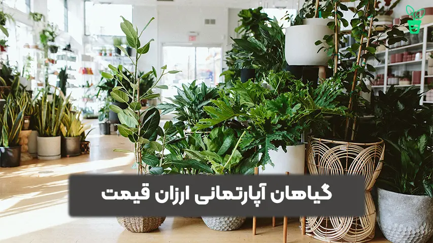 گیاهان آپارتمانی ارزان قیمت گیاهان آپارتمانی ارزان قیمت
