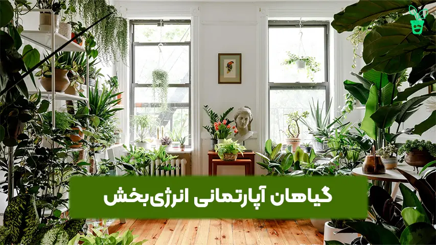 گیاهان آپارتمانی انرژی_بخش گیاهان آپارتمانی انرژیبخش