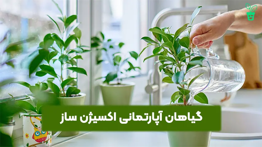 گیاهان آپارتمانی اکسیژن _ساز گیاهان آپارتمانی اکسیژن ساز
