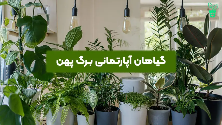 گیاهان آپارتمانی با برگ_های پهن گیاهان آپارتمانی با برگهای پهن